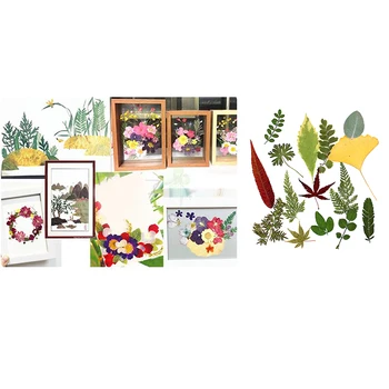 15Pcs Lisované Prírodné Sušené kvety Papradie Listy pre DIY Arts Remesiel Scrapbooking